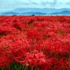 紅の花畑