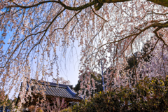 枝垂れる大野寺