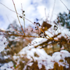 雪解けの季節
