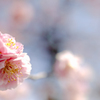 八重の梅