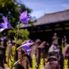 元興寺の桔梗