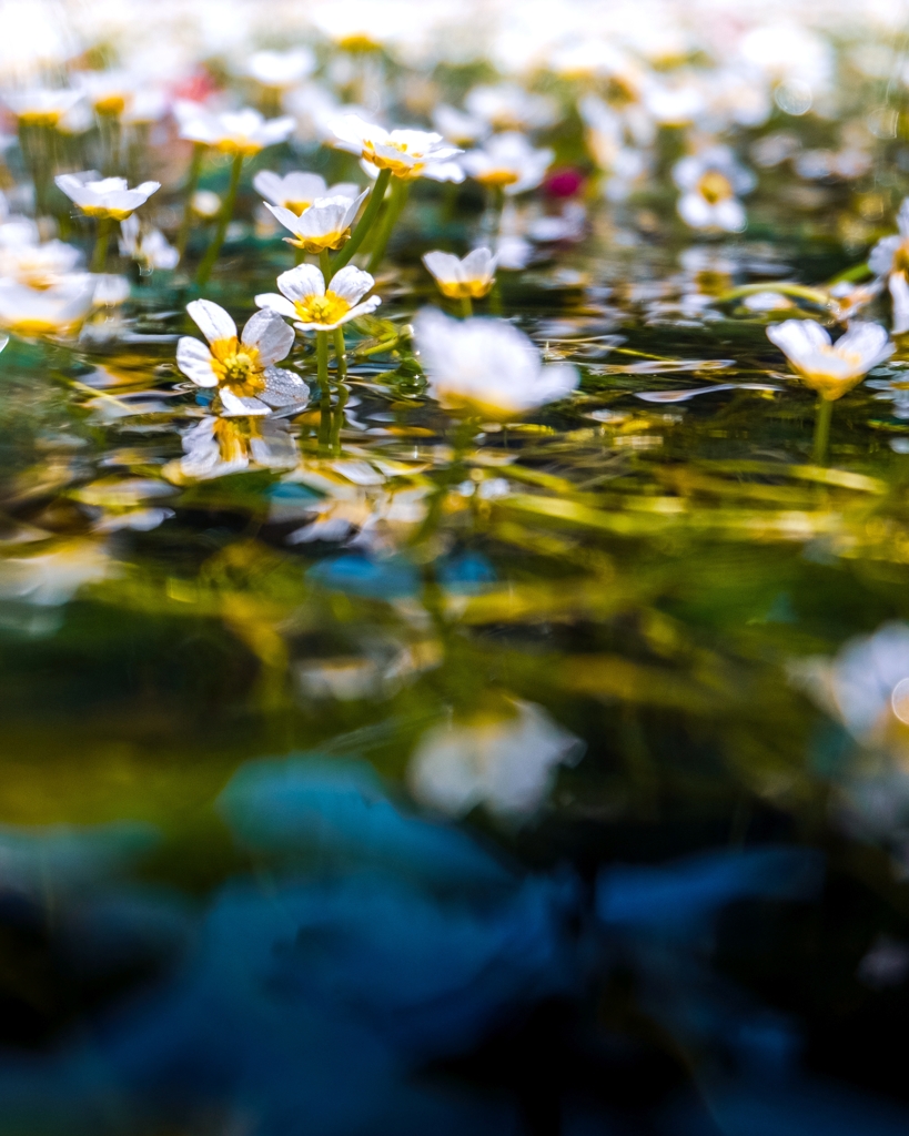 水上の梅花藻