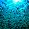 お魚キラキラ