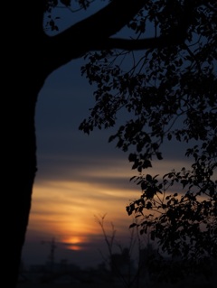 木漏夕日