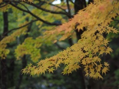 曇紅葉