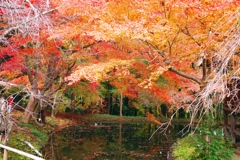 2010 紅葉