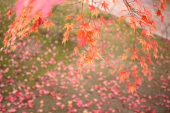 2010 紅葉