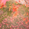 2010 紅葉