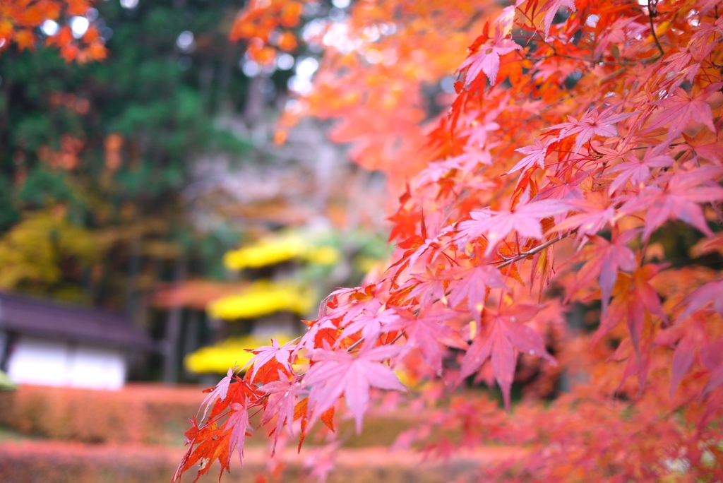 2010 紅葉