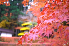 2010 紅葉