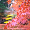 2010 紅葉