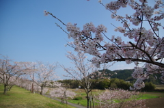 四万十川の桜