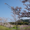 四万十川の桜