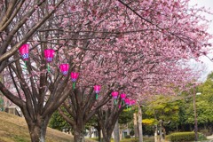 蜂須賀桜