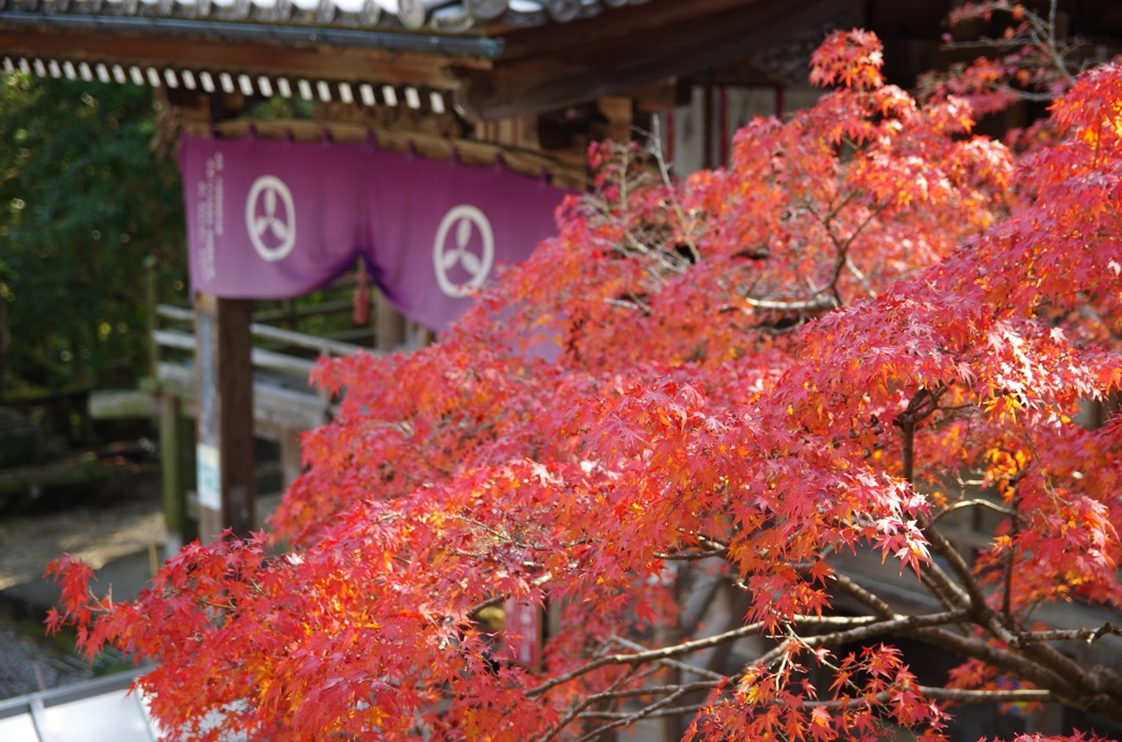 竹林寺の紅葉