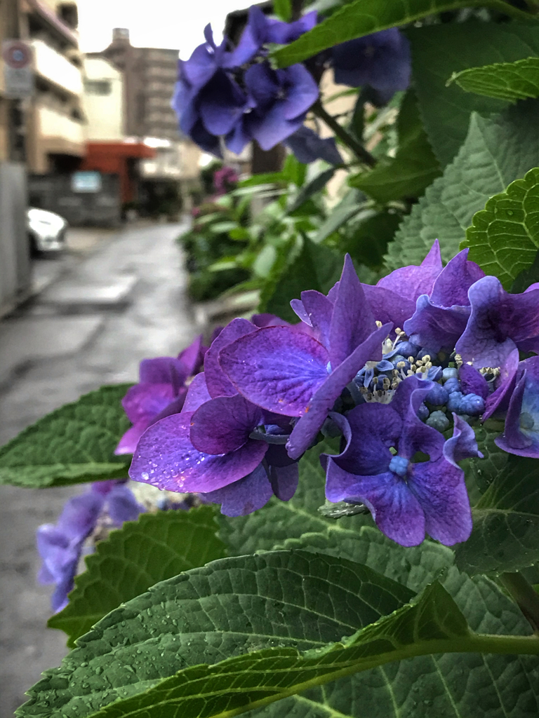 降り出した雨