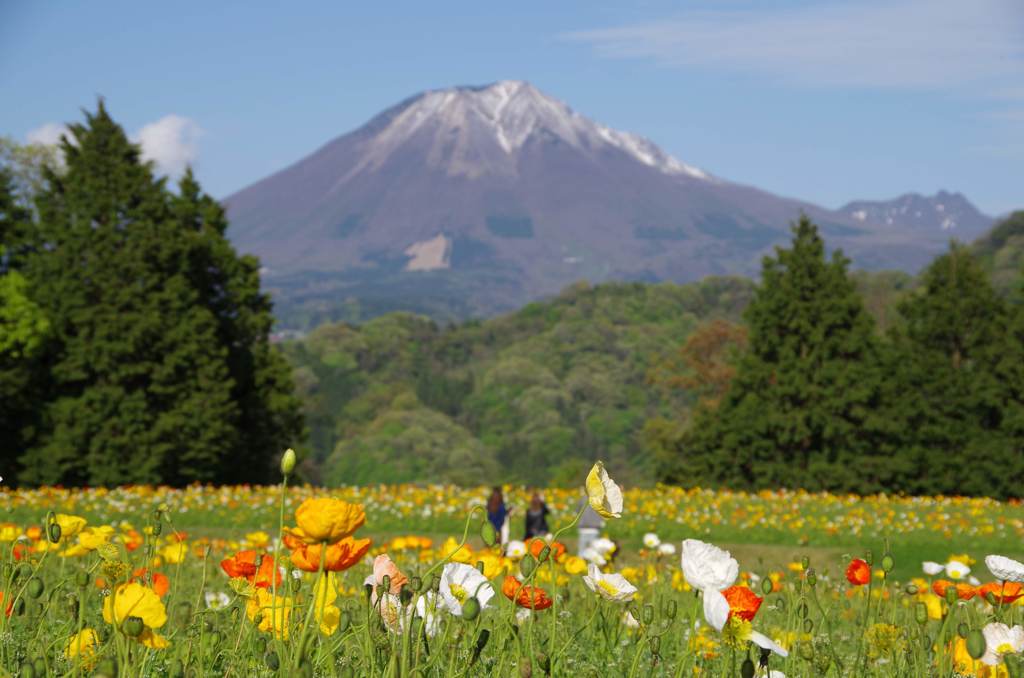 とっとり花回廊