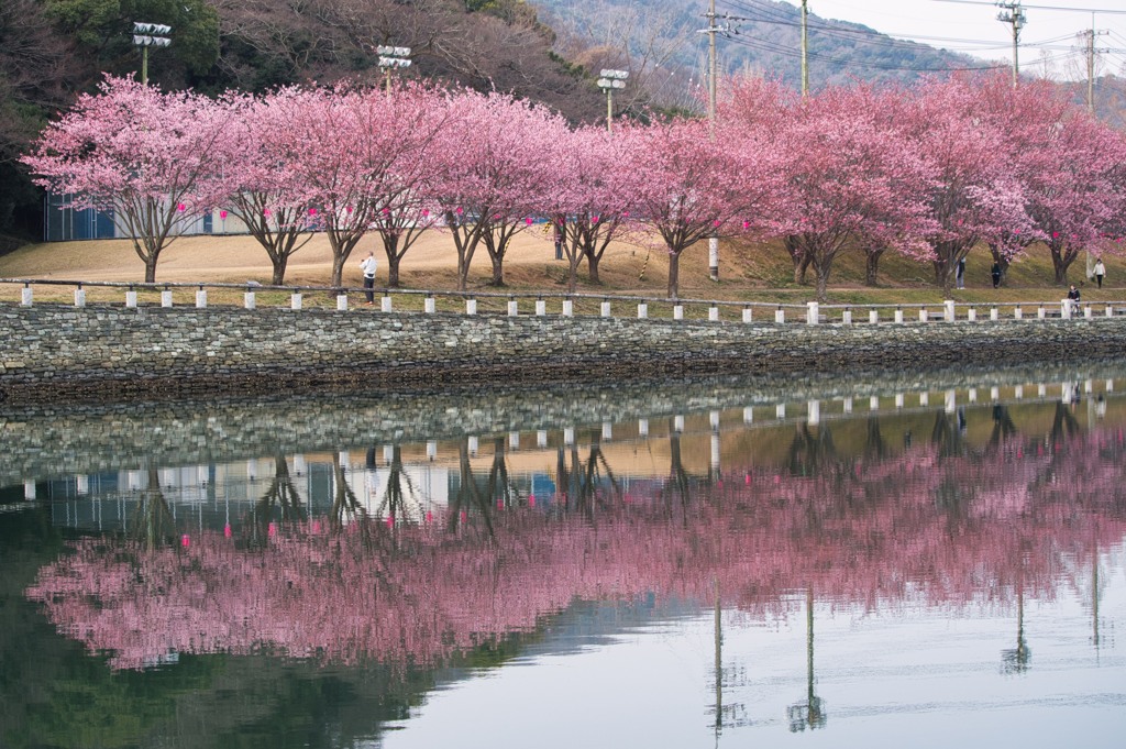 蜂須賀桜