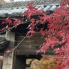 師走の紅葉