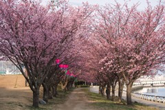 蜂須賀桜