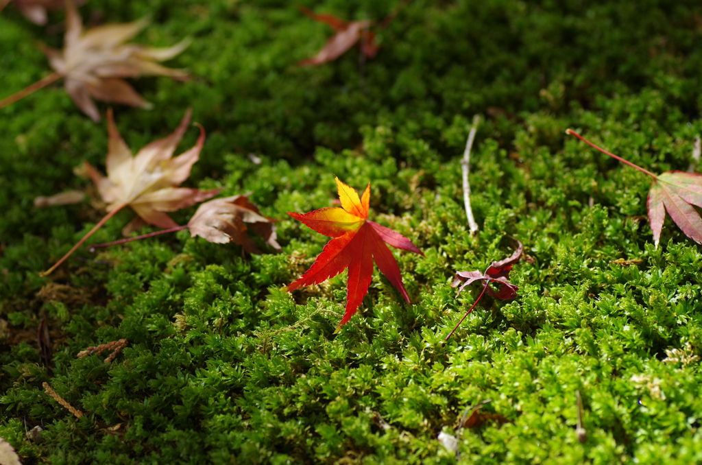 かわいい紅葉