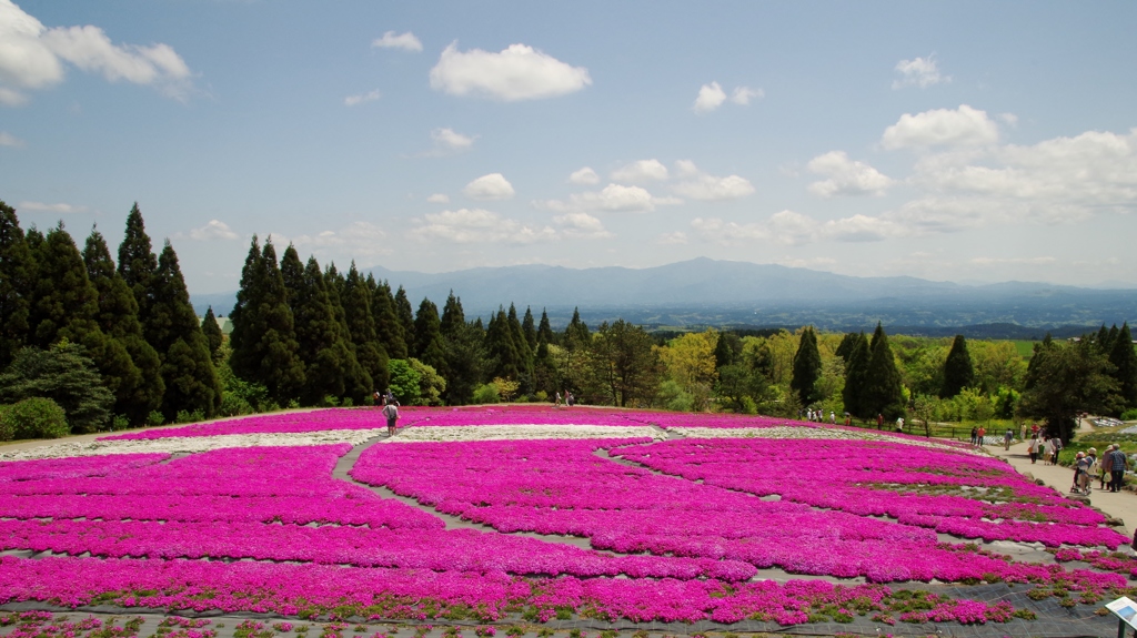 くじゅうの芝桜