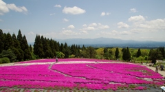 くじゅうの芝桜