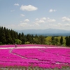 くじゅうの芝桜