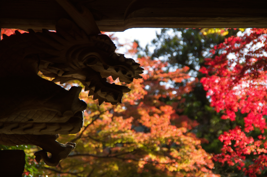 龍の紅葉狩り