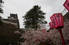 高知城の桜
