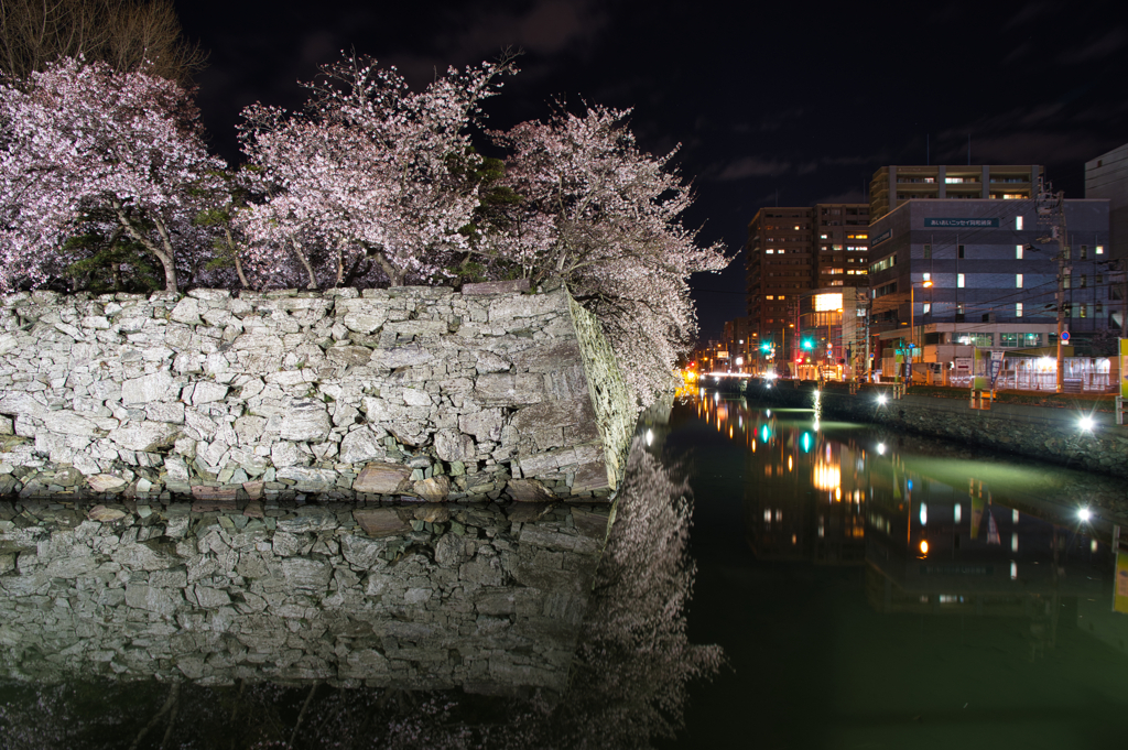 徳島中央公園の夜桜