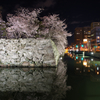 徳島中央公園の夜桜
