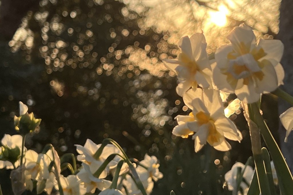 神秘な花色