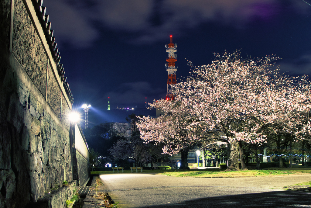 夜桜の向こうは眉山