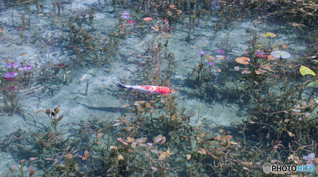 透明な池