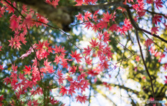 紅葉はじめ