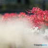 紅白