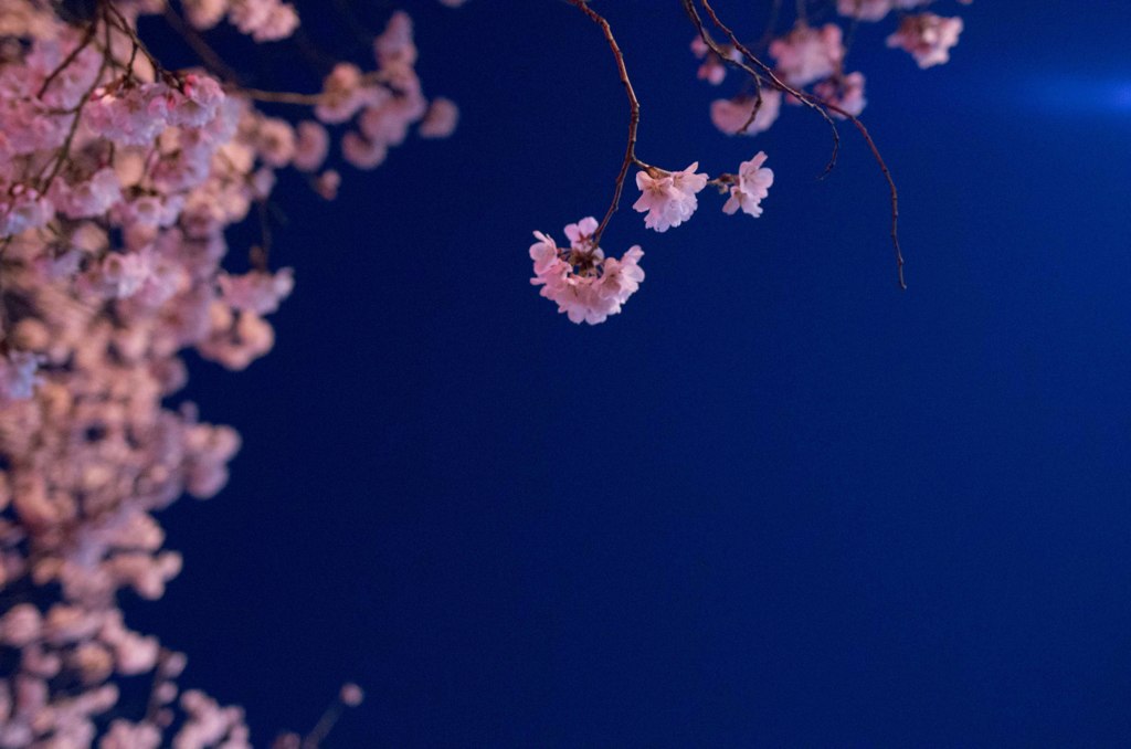 夜の桜
