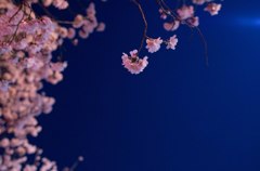 夜の桜