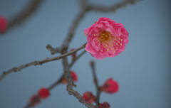 梅が咲き始めました