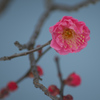 梅が咲き始めました