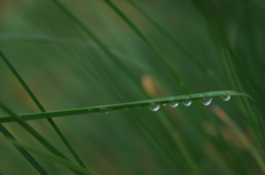雨の名残