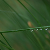 雨の名残