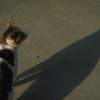 猫影