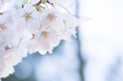 光の中の桜