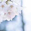 光の中の桜