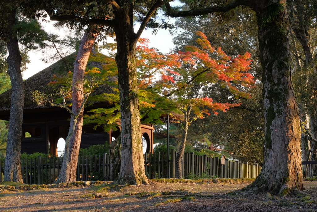 奈良公園