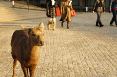 大和路をゆく（奈良公園）
