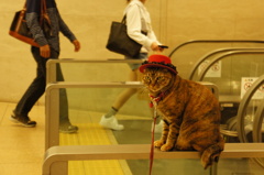 おしゃれな猫