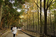 大和路をゆく（春日大社 参道）